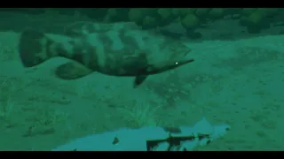 Croc Royale
