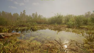 Forest Doesn’t Care