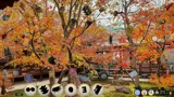 Peaceful Gardens 2: Cute Cats