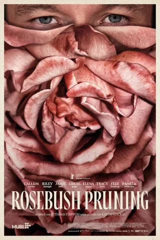 Rosebush Pruning