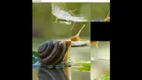 hgmGame-snail