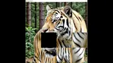 hgmGame-tiger