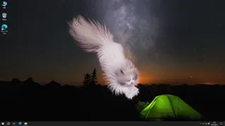 Get a cat