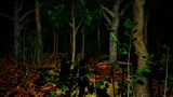 The death forest