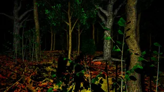 The death forest
